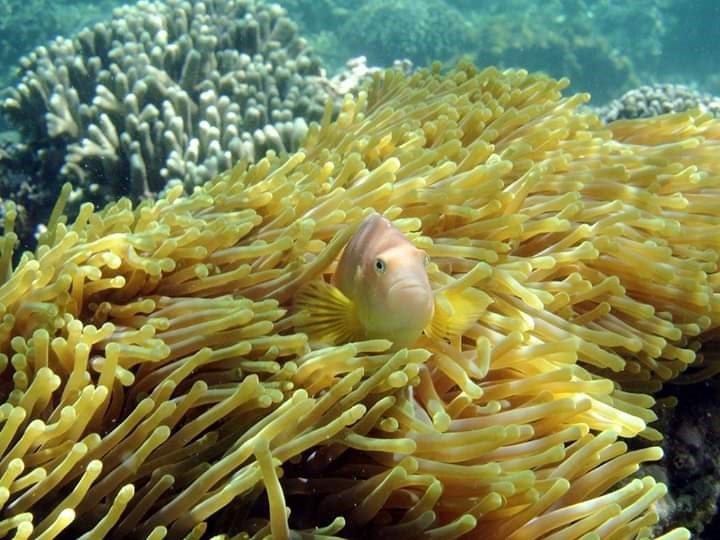 blog-how-young-volunteers-are-restoring-coral-reefs-in-kenya